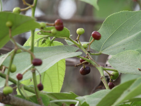 A closeup shot of a bunch of fruits on a tree branch