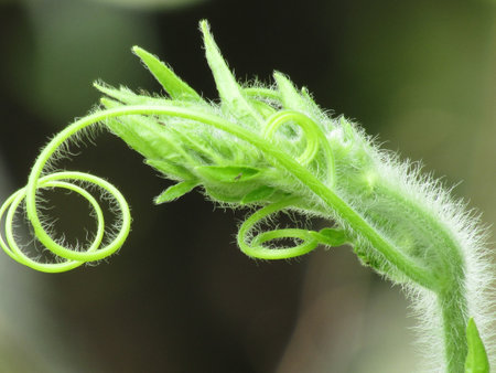 young shoots of a cucumber in the garden, close-upの写真素材