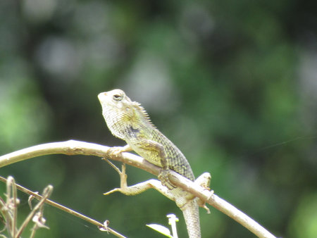 chameleon on a branch in the garden, closeup of photo