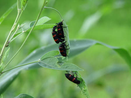A closeup shot of a pair of black and red bugs on a green leaf