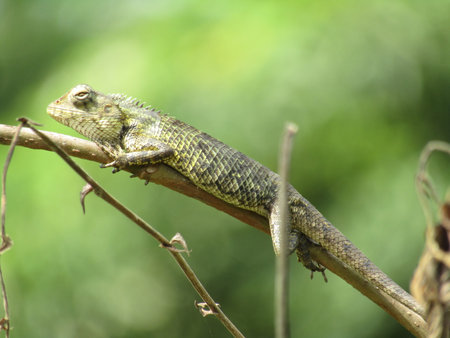 Close-up of a small lizard on a branch in the forest