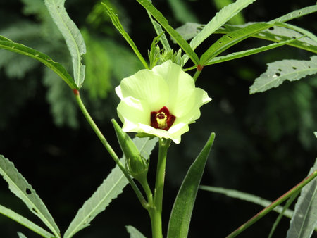 Okra flower in the garden. (Scientific name: Okra chinensis)