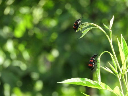 A group of black and red beetles mating on a green leaf.