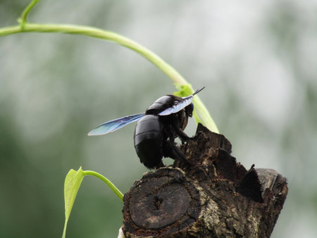 A black carpenter bee (Xylocopa violacea) on a branch.