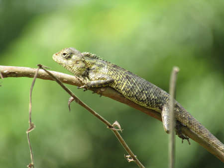 Close up of a small lizard on a tree branch in the forest