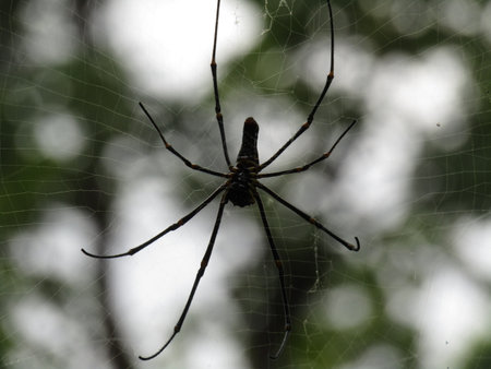 Spider on a spider web in the forest. Argiope bruennichi