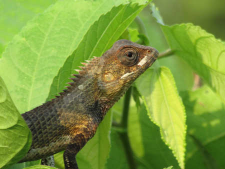 Chameleon, Chamaeleo calyptratus, is a species of lizard in the genus Chamaeleo.