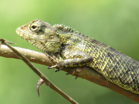 Close-up of a lizard on a tree branch with blurred background