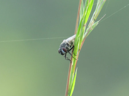 Fly on a blade of grass in the meadow. Macro photography