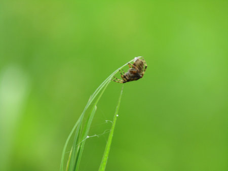 Spider on a blade of grass in the garden. Macro photography.