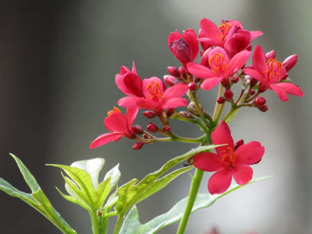 Close up of a red flower in the garden, shallow depth of field
