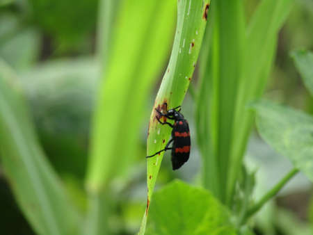A black and red bug sitting on a green leaf in the garden