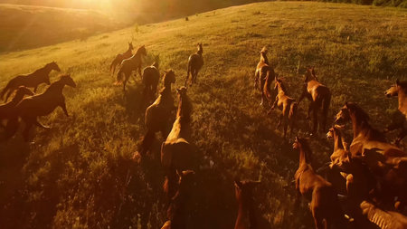 Herd of horses grazing on green meadow at sunset. Animal farm.の写真素材