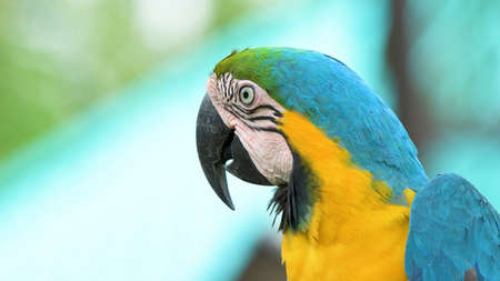 Portrait of a blue-and-yellow macaw parrot