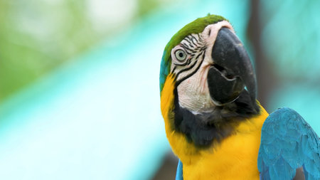 Ara ararauna, also known as the blue-and-yellow macaw