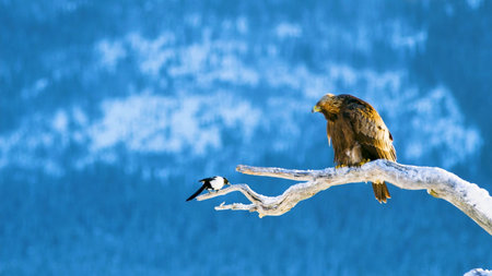 Birds of prey on a branch in the snow. The bird sits on a branch.