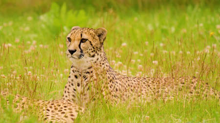 Cheetah in the grass, Masai Mara National Park, Kenya