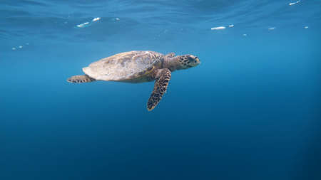 Hawaiian Green Sea Turtle (Chelonia mydas) swimming in the blue ocean.