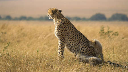 Cheetah sits on the ground in Serengeti National Park, Tanzania