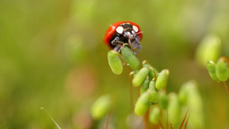 ladybug on green grass in nature. ladybug close up