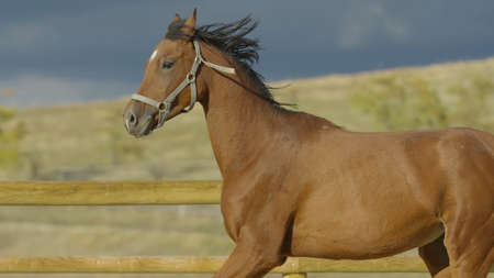 Brown horse with long mane on a background of green grass.の写真素材