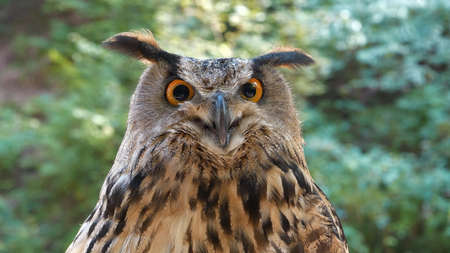 Owl portrait while guarding see the camera.の写真素材