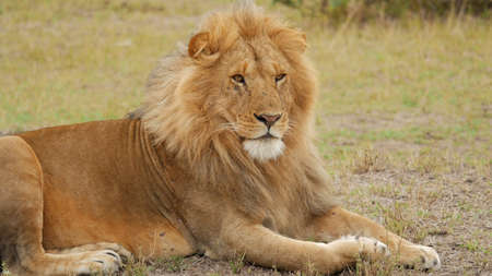 Wild king of lion, color is brown isolated.の写真素材
