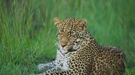 Leopard lying in grass in the Moremi Game Reserve (Okavango River Delta), National Park, Botswana