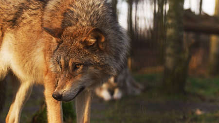 Tibetan wolf (Chinese wolf) (Mongolian wolf) (Gray wolf).の写真素材
