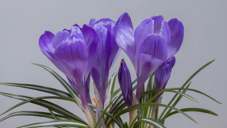 purple crocus flowers on a gray background. High quality photo
