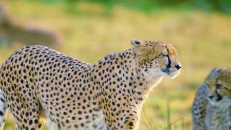 Cheetah (Acinonyx jubatus) walking through the grass at sunset.の写真素材