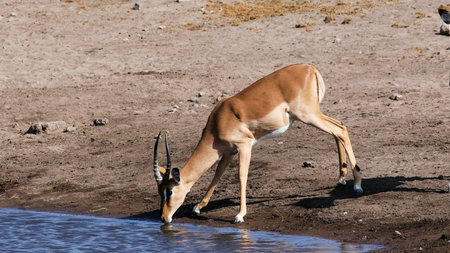 Impala (Aepyceros melampus) drinking water in Etosha National Park, Namibia