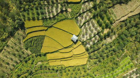 Aerial view of rice terraces. Rice fields in the countryside.