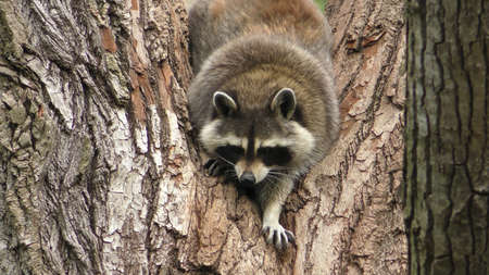 Raccoon climbing on a tree. Raccoon climbing on a tree.の写真素材