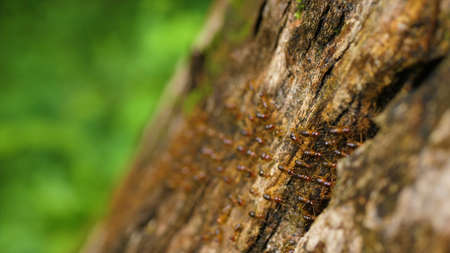 Ants on a tree. Ants on a tree trunk.の写真素材