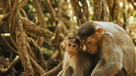Cute baby monkey with mother in tropical forest. Family of monkeys