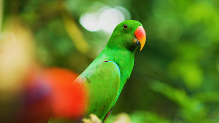 Parrot in the forest. Beautiful green parrot. Parrot in the nature.