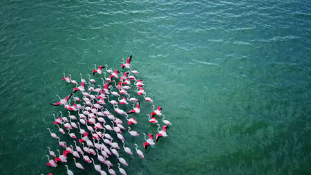Aerial view of red and white flamingos in the sea.の写真素材