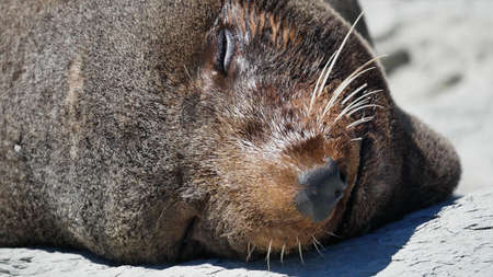 Close-up portrait of a sea lion sleeping on the rocks.の写真素材