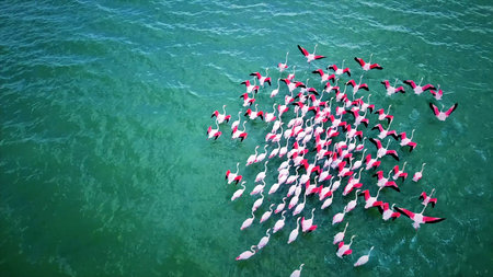 Flamingos in the sea. Aerial view of a flock of flamingos