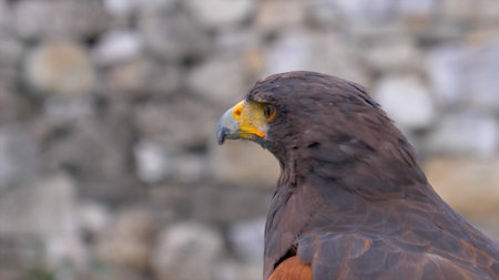 Close up of a Harris Hawk, Aquila chrysaetos