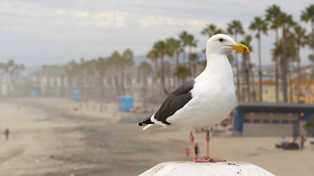 A seagull on the beach in Los Angeles, California.の写真素材