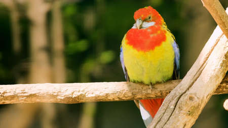 A closeup shot of a colorful parrot sitting on a branch