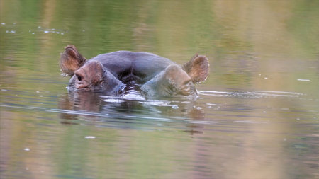 Hippopotamus swimming in the lake. The hippopotamus, Hippopotamus amphibius