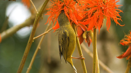 A closeup shot of a beautiful bird with orange flowers in the background