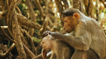 Monkey and baby in the forest. Macaca fascicularis