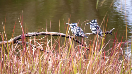 Pied kingfisher sitting on a branch in the water.