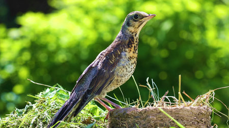 The fieldfare (Turdus pilaris) is a member of the thrush family.