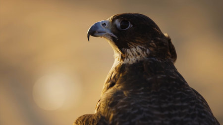 Portrait of a common buzzard (Buteo buteo)