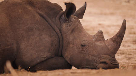 White rhinoceros, Kruger National Park, South Africa